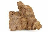 Fossil Dinosaur Bone Section - Wyoming #316896-1